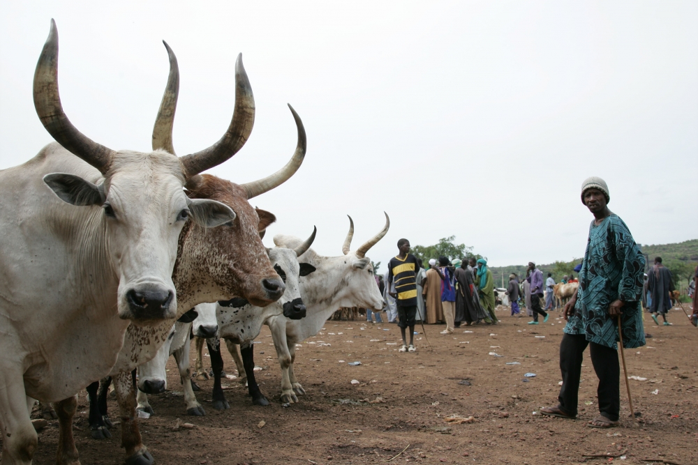 FAO calls for new funding to vaccinate livestock in South Sudan